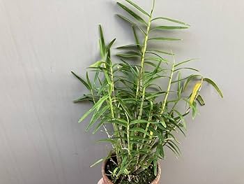 姫竹葉セッコクの中斑飴矢【竹姫】超大株 2025年最新】姫竹葉セッコクの人気アイテム - メルカリ